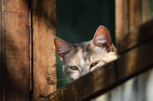 고양이는 의심창과 밖으로 보인다 — 스톡 사진