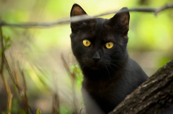 Black Cat Peeking Out Tree — Stock Photo, Image