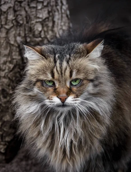 可怕的孤独的西伯利亚猫看着折磨的眼睛对着相机 — 图库照片