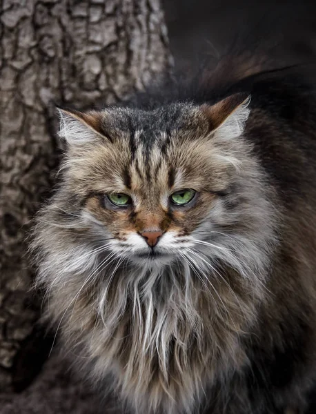 Terribile Gatto Siberiano Solitario Guarda Gli Occhi Torturati Nella Fotocamera — Foto Stock