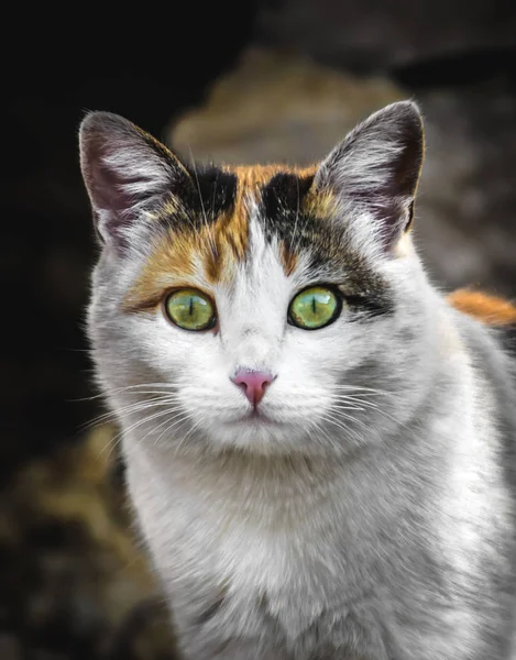 Calico Color Gato Construye Divertidas Minas Expresiones Faciales — Foto de Stock
