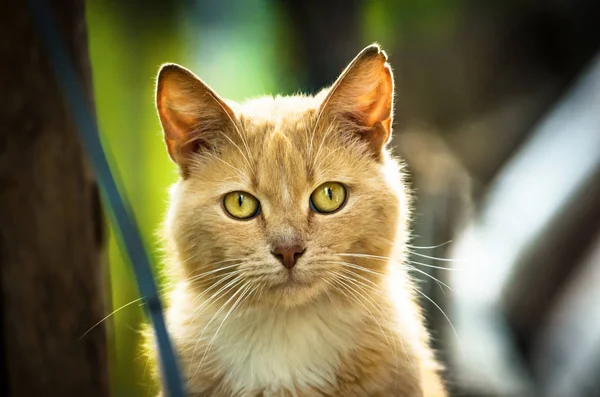 红猫直视着在街头猫的简易房子里的相机肖像 — 图库照片