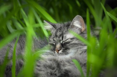 Yeşil gözlü yeşilin arasında yatan vahşi kedi