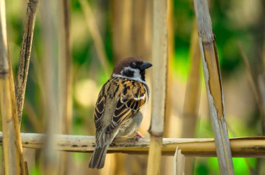 Bir dal üzerinde keskin bir küçük serçe oturur ve güzel bir arka plan yanıp söner