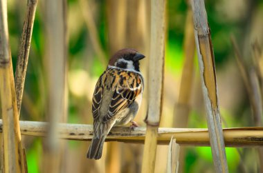 Bir dal üzerinde keskin bir küçük serçe oturur ve güzel bir arka plan yanıp söner