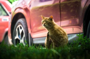 Sokak zencefil kedi yıkar ve kırmızı bir arabaya karşı komik ifadeler oluşturur