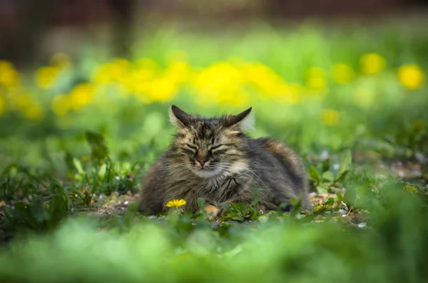 Een Grote Pluizige Kat Ligt Tussen Het Groen Bloemen Van — Stockfoto