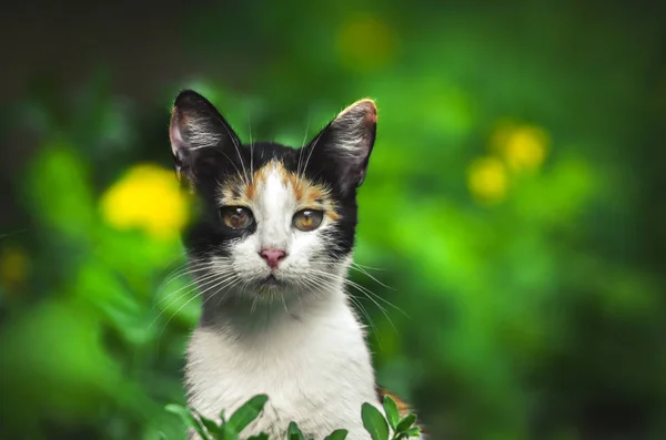 Gato Cujos Problemas Oculares Olham Para Retrato Câmera — Fotografia de Stock