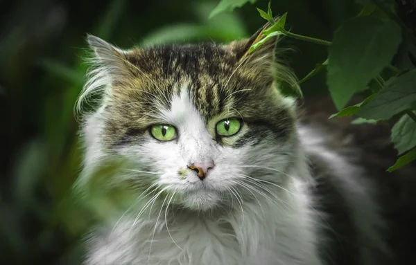Egy Macska Fehér Mell Teszi Meglepett Kifejezése Egy Arc Zöld — Stock Fotó