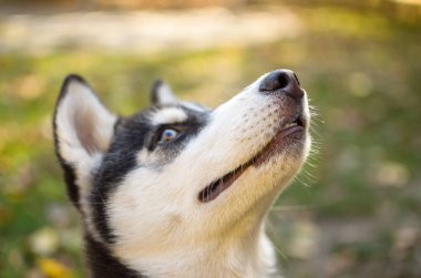 Husky cins köpek Portresi eğitim, gülümseyen köpek heterokromi