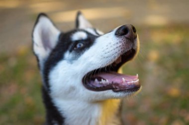 Husky cins köpek Portresi eğitim, gülümseyen köpek heterokromi