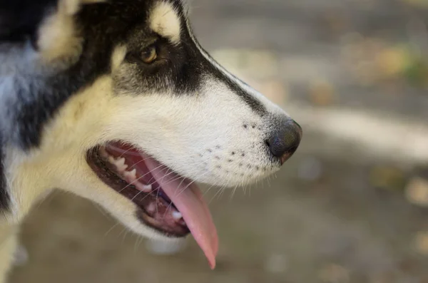 Husky Cane Razza Allena Sorridente Cane Eterocromia — Foto Stock