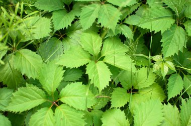 yeşil ısırgan otu yaprakları