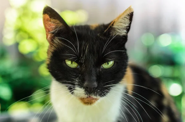 Gato Doméstico Patio Trasero Con Ojos Verdes — Foto de Stock