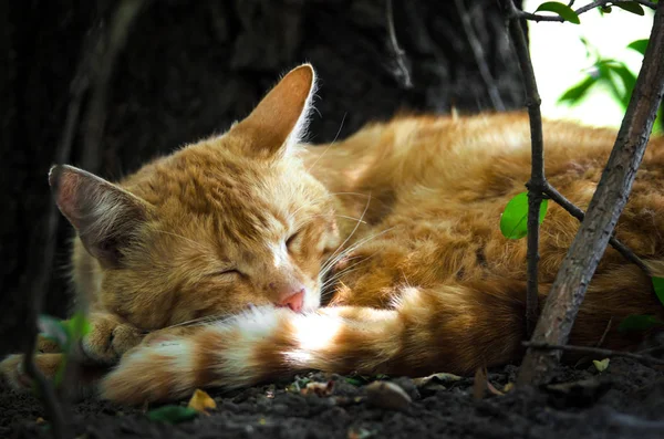 Gember Kat Slapen Onder Een Boom Zon — Stockfoto