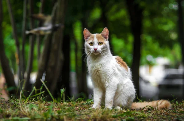 Zweifarbige Katze Grünen Garten Wird Umgedreht Und Gewaschen — Stockfoto