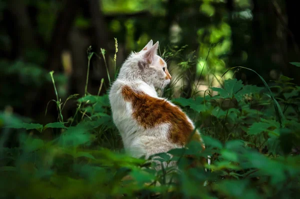 Δύο Έγχρωμες Γάτες Έναν Καταπράσινο Κήπο Έχουν Γυρίσει Πίσω Και — Φωτογραφία Αρχείου