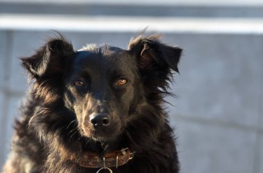 Siyah bir sokak collie köpek portresi