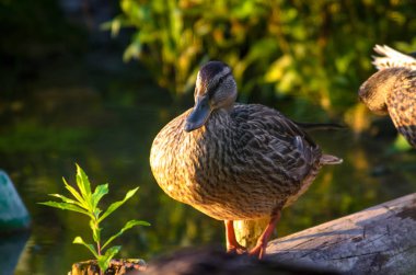 Ördek portresi batan güneşte yıkayın