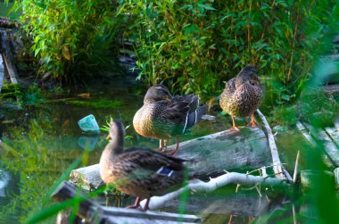 Ördekler batan güneşte yıkanır