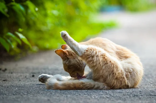 Ginger Cat Washing Middle Walkway — Stock Photo, Image