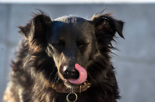 Porträt Eines Schwarzen Streunenden Collie Hundes Der Leckt — Stockfoto