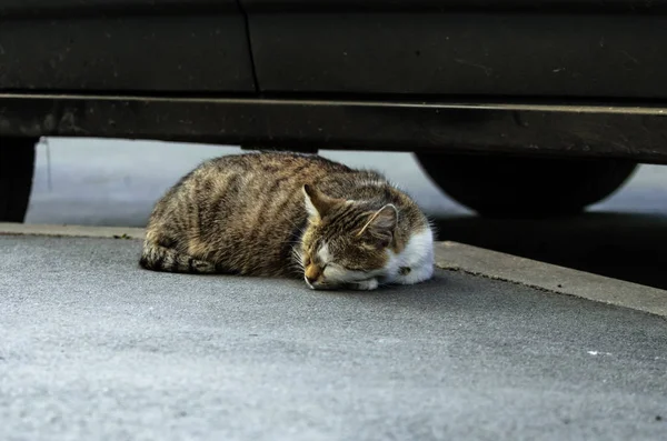 Eine Streunende Katze Schläft Unter Einem Auto Auf Dem Bürgersteig — Stockfoto