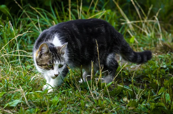 Beautiful Two Colored Cat White Breast Sitting Grass Water — Stock Photo, Image