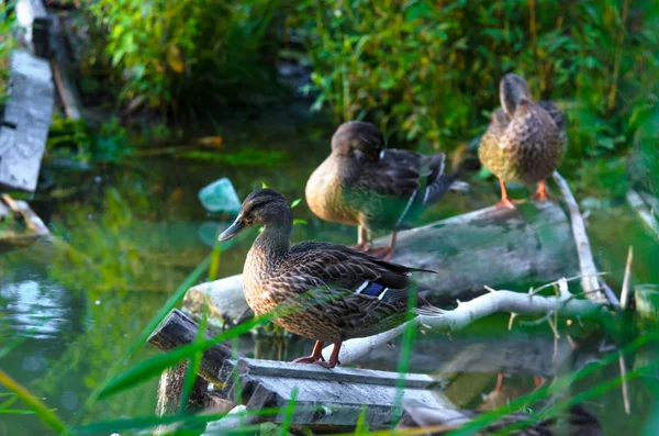 Ördekler batan güneşte yıkanır