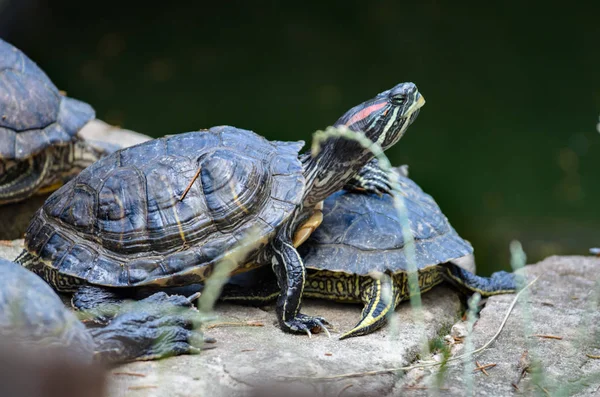 Turtle Put His Paw Another Turtle Funny — Stock Photo, Image