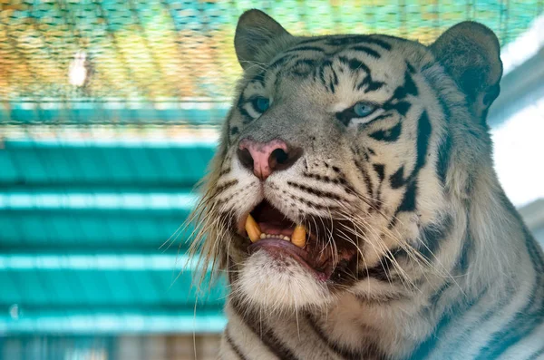 Close shot of a Bengal tiger with open mouth