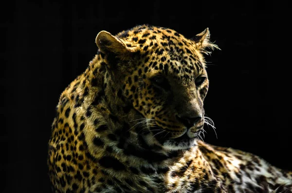 Porträtt Leopard Svart Bakgrund — Stockfoto