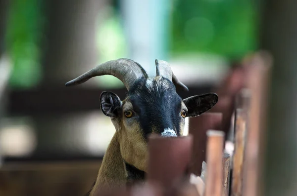 Portrait Goat Who Stands Fence — Stock Photo, Image