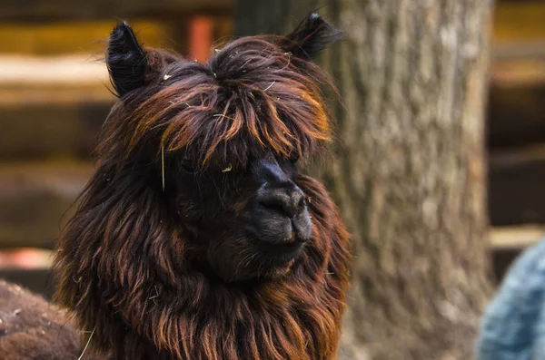 Brown Alpaca Farmland — Stock Photo, Image