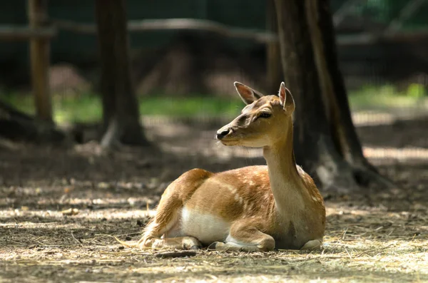 Portrait Little Deer Lies Ground — Stock Photo, Image