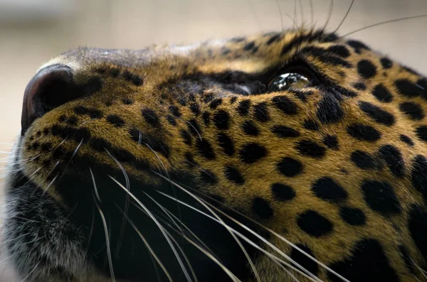 Jaguar closeup photo with open eyes