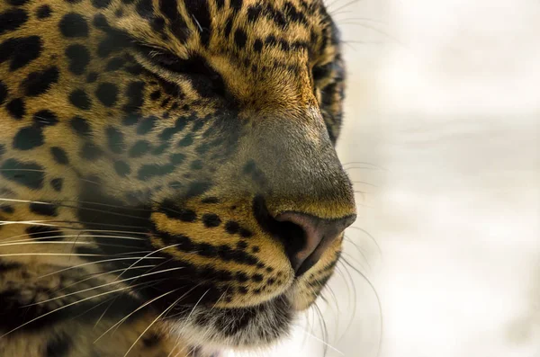Jaguar Foto Primer Plano Con Los Ojos Cerrados — Foto de Stock