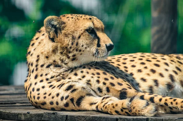 Cheetah portrait and facial expression