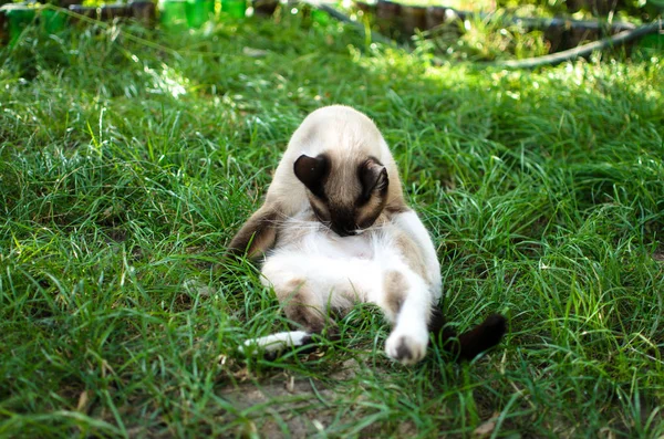 Rustic Cat Sitting Washing Green Grassy Meadow — Stock Photo, Image