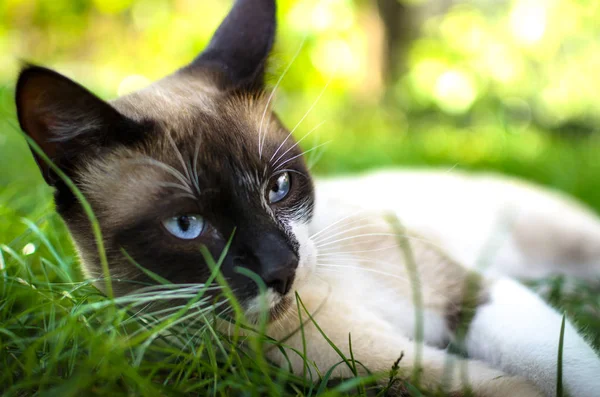 Rustieke Kat Gras Portret — Stockfoto