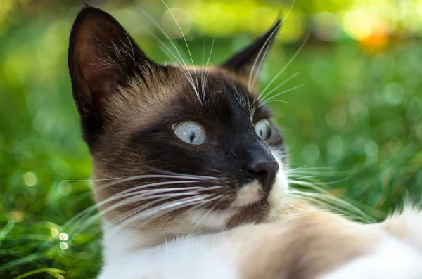 Funny Village Cat Grass Portrait — Stock Photo, Image