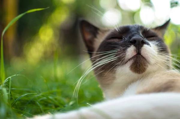 Rustikale Katze Ist Glückselig Gras — Stockfoto