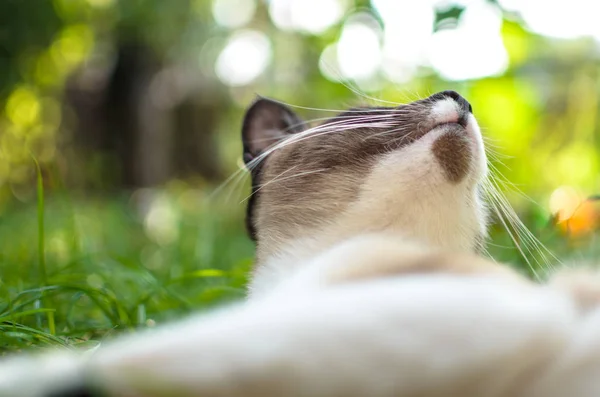 生锈的猫在草地上是幸福的 — 图库照片