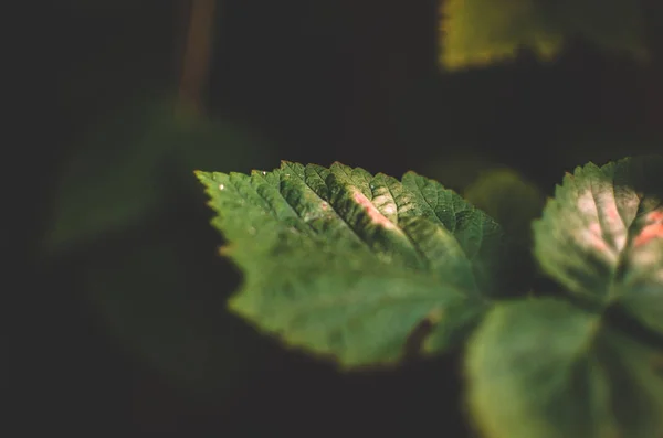 Lampone Foglie Colori Scuri Macro — Foto Stock