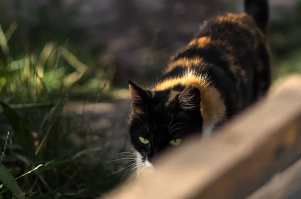村のネズミ猫 — ストック写真