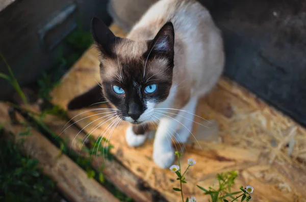 Die Katze Steht Mit Blauen Augen Hof — Stockfoto