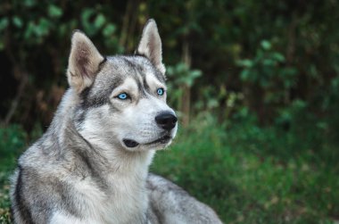 Yeşil arka planda mavi gözlü malamute bir köpek portresi