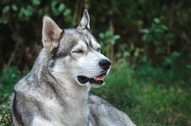 Açık ağız ile yeşil bir arka plan üzerinde mavi gözlü bir Malamute köpek Portresi
