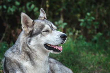 Açık ağız ile yeşil bir arka plan üzerinde mavi gözlü bir Malamute köpek Portresi