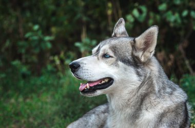 Açık ağız ile yeşil bir arka plan üzerinde mavi gözlü bir Malamute köpek Portresi